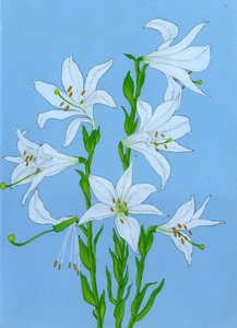Elegante witte lelies