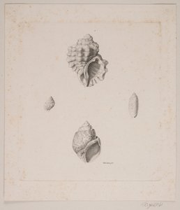 Vier schelpen door Vilhelm Kyhn