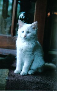 IJs kitten, 2006