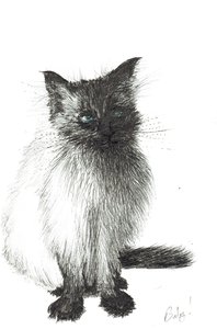 Jonge Baby, 2004