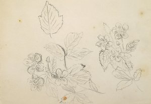 Recto: Bloemenstudie, 1869-1871 door Vincent Colyer