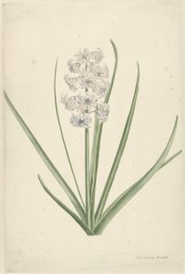 Wit-lichtblauwe hyacint