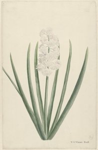 Witte hyacint door Vincent Jansz. van der Vinne