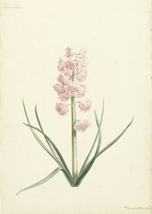 Hyacint Koralien door Vincent Laurensz. van der Vinne (II)