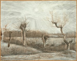 Knotwilgen
