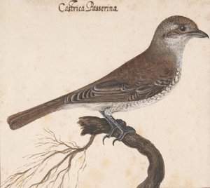 Castrica Passerina door Vincenzo Leonardi