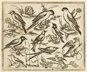 Elf vogels zittend op bloeiende takken en kleine takjes, 1557 door Virgil Solis