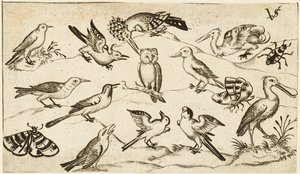 Twaalf soorten vogels, waaronder een uil en pelikaan, individueel gelabeld en gepositioneerd..., na door Virgil Solis
