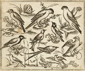 Elf vogels zittend op bloeiende takken en kleine takjes met een vlinder door Virgilius the elder (after) Solis