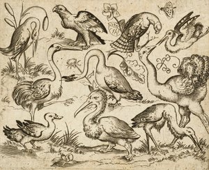 Struisvogel aan de linkerkant met negen andere vogels, waaronder een reiger en een pelikaan door Virgilius the elder (after) Solis