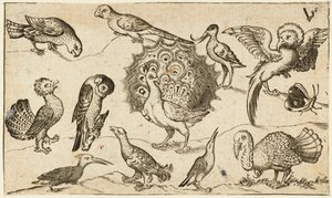 Pauw in het midden omringd door negen andere vogels, waaronder een kalkoen, en een vlinder door Virgilius the elder (after) Solis