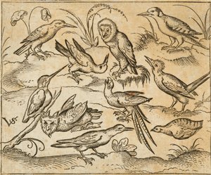 Tien vogels zittend op takken en grasplukken, waaronder twee uilen en een vogel met lange staartveren die in het midden met zijn kop achterover tjilpt, uit Douce Ornament Prints Album I door Virgilius the elder (after) Solis