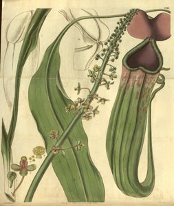 Nepenthes khasiana uit Curtis