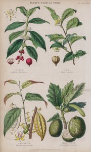 Koffie; Thee; Chocolade; Broodvrucht