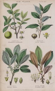 Gamboge; Benzoë; Caoutchouc; Gutta Percha