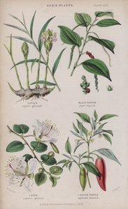 Gember; Zwarte peper; Kappertjes; Cayennepeper