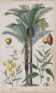 Gommuta palm; Passava palm; Sunn hennep; Jute