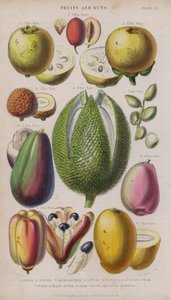 Guave; Jujube; Mangosteen; Litchi; Pistacia; Avocado Peer; Durio; Maleise Appel; Akee Vruchten en Noten; Mango (gekleurde gravure)