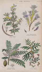 Arabische gom; Tragantgom; Olibanumgom; Mastiekgom