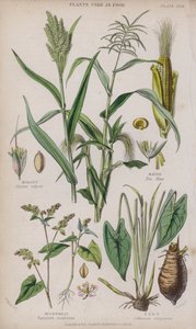 Gierst; Maïs; Boekweit; Taro
