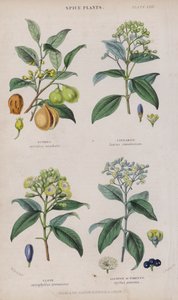 Nootmuskaat; Kaneel; Kruidnagel; Piment