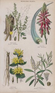 Rabarber; Aloë; Gentiaan; Cajeput door W. Fitch
