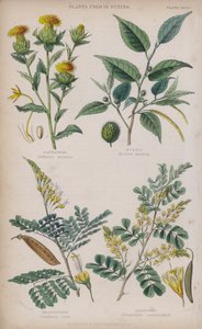 Saffloer; Fustic; Brasilhout; Hout (gekleurde gravure)