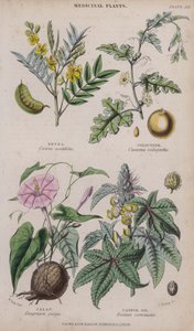 Senna; Colocynth; Jalap; Ricinusolie (gekleurde gravure)