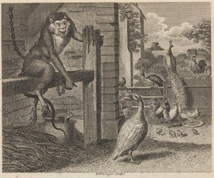 De Baviaan en het Pluimvee door W. Grainger