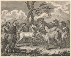 De raad van de paarden