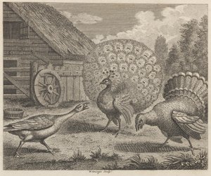 De pauw, de kalkoen en de gans