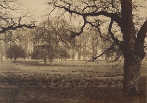 Windsor Park, herten voeren, 1850s door W. H. Nicholl