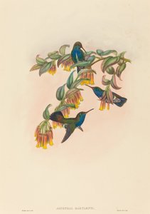 Agyrtria bartletti (Bartlett