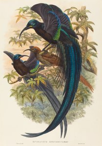 Epimachus speciosus (Sikkelbek Paradijsvogel) door W. Hart