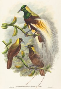 Trichoparadisea Gulielmi