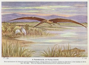 Een Pterodactylus, of vliegende hagedis