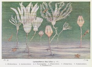 Carboon zeelelies