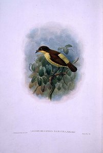 Loboparadisea serica, Waterbekvogel van het Paradijs (kleur litho)