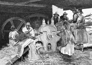 Het suikerriet pletten, 1886 door W. Mollier