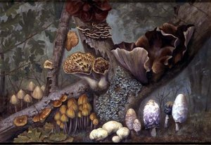 Paddenstoelen in het Bos door W. Neville