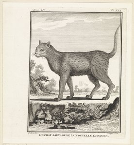 Wilde kat door W. Tringham