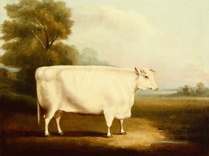 Een Korthoorn Stier in een Veld door W Willoughby