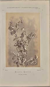 Solanum sanctum, cuelli bij Èze (Alpes-Maritimes) door W. de Bray