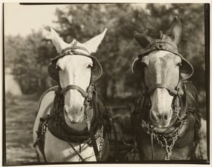 [Two Mules, Hale County, Alabama].