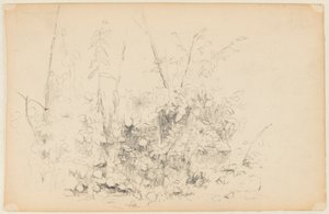 Schets van Wilde Planten door Walter Clark