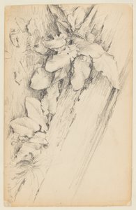 Studie van planten en rotte boomstam, 155th Street door Walter Clark
