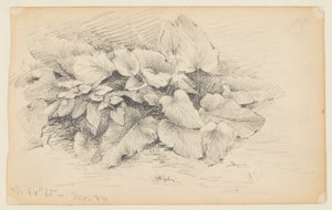Studie van een Plant, West 86th Street door Walter Clark