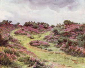 Het Nieuwe Woud: Bell Heather op Setley Plain