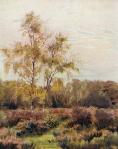 Het Nieuwe Bos: Rushpole Common, nabij Lyndhurst Race Course