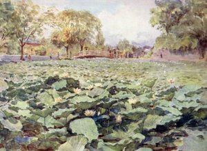 Witte Lotus, de Slotgracht, Kofu door Walter Frederick Roofe Tyndale